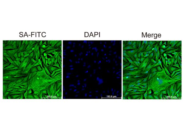 aladdin 阿拉丁 rp155876 Streptavidin protein (FITC) Streptavidin was conjugated with FITC under optimum conditions, and unconjugated Streptavidin and free FITC were removed.