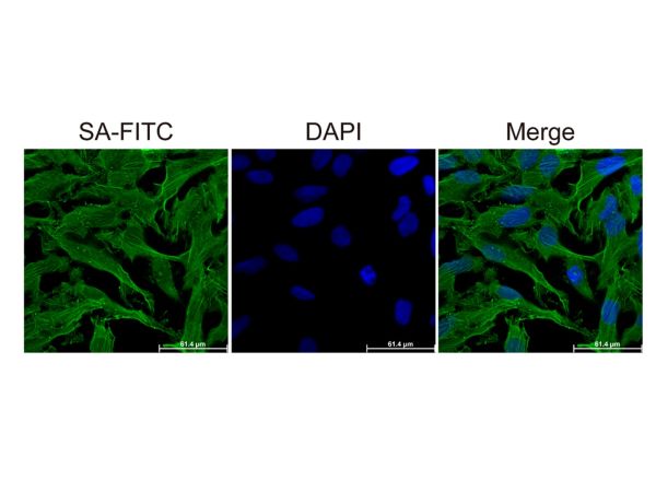 aladdin 阿拉丁 rp155876 Streptavidin protein (FITC) Streptavidin was conjugated with FITC under optimum conditions, and unconjugated Streptavidin and free FITC were removed.