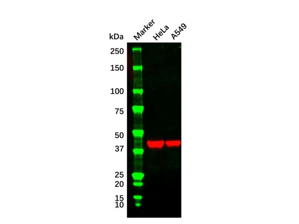 aladdin 阿拉丁 Ab156255 Goat Anti-Mouse IgG H&L (HRP) Secondary Antibody; Goat Anti-Mouse IgG H&L (HRP); WB, ELISA, IHC