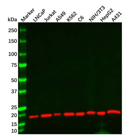 aladdin 阿拉丁 Ab169188 Cofilin Mouse mAb mAb (CD02/1H8); Mouse anti human cofilin Antibody; WB, ELISA; Unconjugated