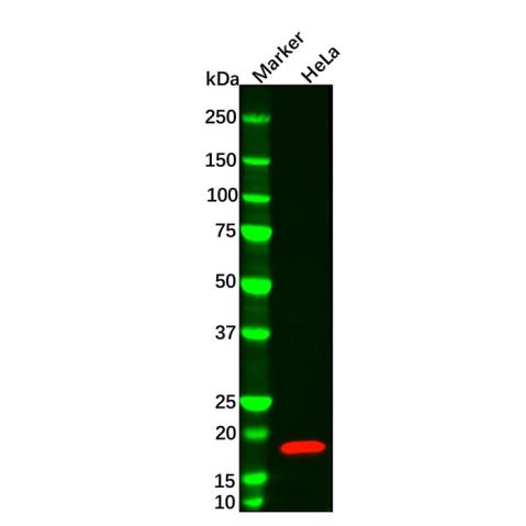 aladdin 阿拉丁 Ab169188 Cofilin Mouse mAb mAb (CD02/1H8); Mouse anti human cofilin Antibody; WB, ELISA; Unconjugated