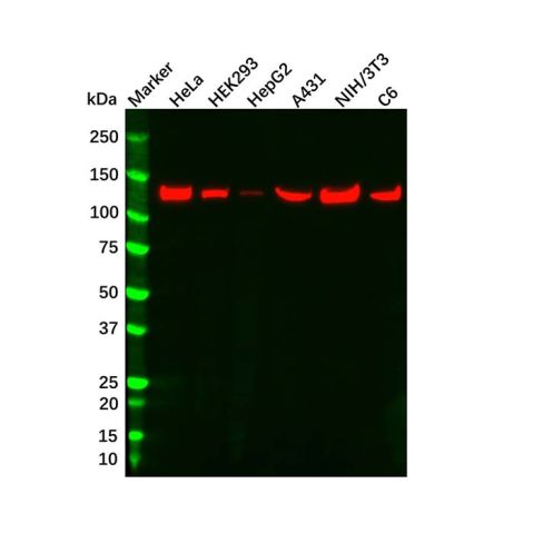 aladdin 阿拉丁 Ab169192 Vinculin Mouse mAb mAb (AB01/1F7); Mouse anti Vinculin Antibody; WB, Flow, ICC/IF, ELISA; Unconjugated