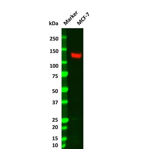 aladdin 阿拉丁 Ab169192 Vinculin Mouse mAb mAb (AB01/1F7); Mouse anti Vinculin Antibody; WB, Flow, ICC/IF, ELISA; Unconjugated