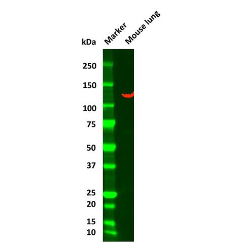 aladdin 阿拉丁 Ab169192 Vinculin Mouse mAb mAb (AB01/1F7); Mouse anti Vinculin Antibody; WB, Flow, ICC/IF, ELISA; Unconjugated