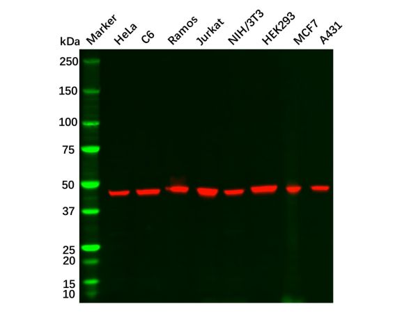 aladdin 阿拉丁 Ab170144 Goat Anti-Rabbit IgG H&L (HRP) Secondary Antibody; Goat Anti-Rabbit IgG H&L (HRP); WB, ELISA, IHC