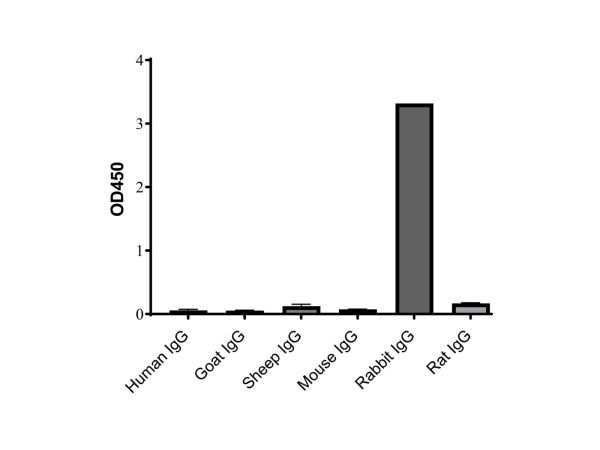 aladdin 阿拉丁 Ab170144 Goat Anti-Rabbit IgG H&L (HRP) Secondary Antibody; Goat Anti-Rabbit IgG H&L (HRP); WB, ELISA, IHC