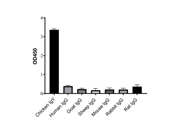 aladdin 阿拉丁 Ab170181 Goat Anti-Chicken IgY H&L (HRP) Secondary Antibody; Goat Anti-Chicken IgY H&L (HRP); ELISA, WB, IHC