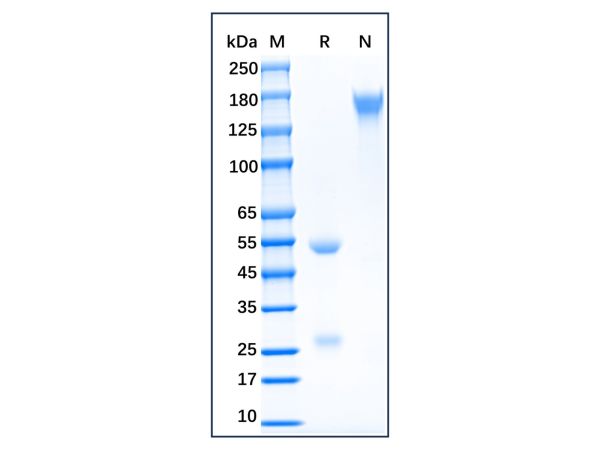 aladdin 阿拉丁 Ab170784 Goat Anti-Chicken IgY H&L Antibody Secondary Antibody; Goat Anti-Chicken IgY H&L Antibody; WB, ELISA, CLIA, LF, GICA; Unconjugated