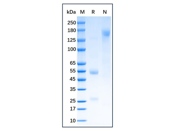 aladdin 阿拉丁 Ab175960 Bovine IgG ≥ 95%; Isotype Control Antibody; Bovine IgG; Unconjugated