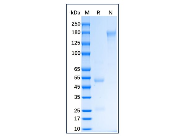 aladdin 阿拉丁 Ab175962 Pig IgG ≥ 95%; Isotype Control Antibody; Pig IgG; Unconjugated
