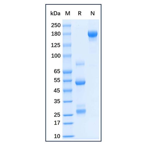 aladdin 阿拉丁 Ab175964 Dog IgG ≥ 95%; Isotype Control Antibody; Dog IgG; Unconjugated