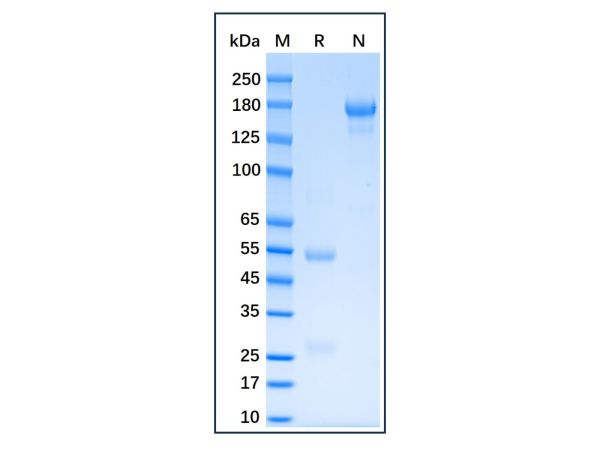 aladdin 阿拉丁 Ab175966 Cat IgG ≥ 95%; Isotype Control Antibody; Cat IgG; Unconjugated