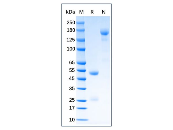 aladdin 阿拉丁 Ab175978 Guinea Pig IgG ≥ 95%; Isotype Control Antibody; Guinea Pig IgG; Unconjugated