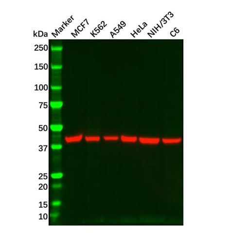 aladdin 阿拉丁 Ab179001 Goat Anti-Mouse IgG H&L (HRP) Secondary Antibody; Goat Anti-Mouse IgG H&L (HRP); WB, ELISA, IHC