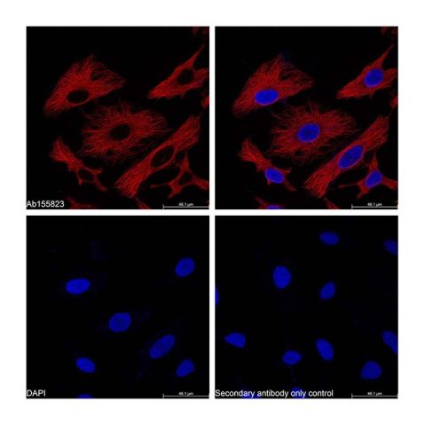 aladdin 阿拉丁 Ab179006 Goat Anti-Mouse IgG H&L (PE) Secondary Antibody; Goat Anti-Mouse IgG H&L (PE); IF, Flow