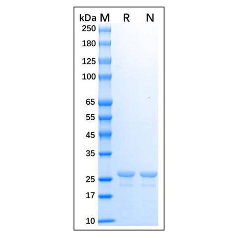 aladdin 阿拉丁 rp170117 Recombinant Human HLA-DRA Protein Carrier Free, >90% (SDS-PAGE), E.coli, N-His, 26-216 aa