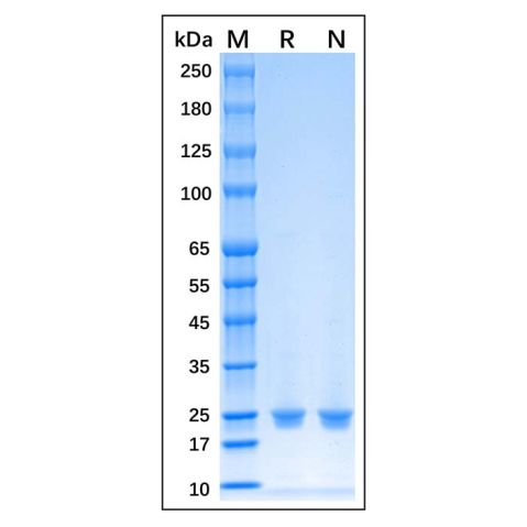 aladdin 阿拉丁 rp170396 Recombinant Human HRV 3C Protein Carrier free, >95% (SDS-PAGE), Active, E.coli, N-His tag, 1538-1719 aa