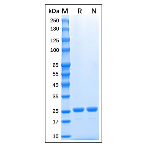 aladdin 阿拉丁 rp176272 Recombinant Sumo Protease Protein Carrier Free, >90% SDS-PAGE, Active, E.coli, His tag, 403-621 aa