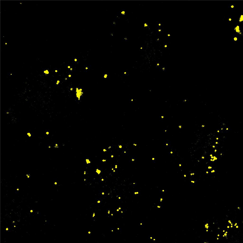 AIE脂滴黄色探针/活细胞染色/聚集诱导发光特性/无需清洗一步成像/多次成像