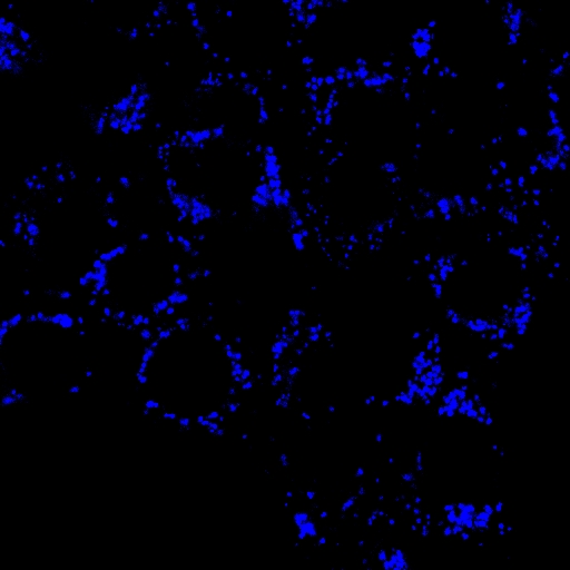 AIE脂滴蓝色探针/活细胞染色/固定细胞染色/聚集诱导发光特性/无需清洗一步成像/多次成像