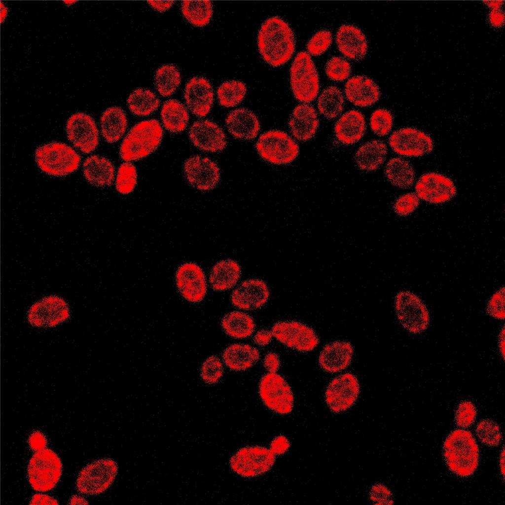 AIE细菌红色探针/细菌染色/聚集诱导发光特性/无需清洗一步成像/多次成像