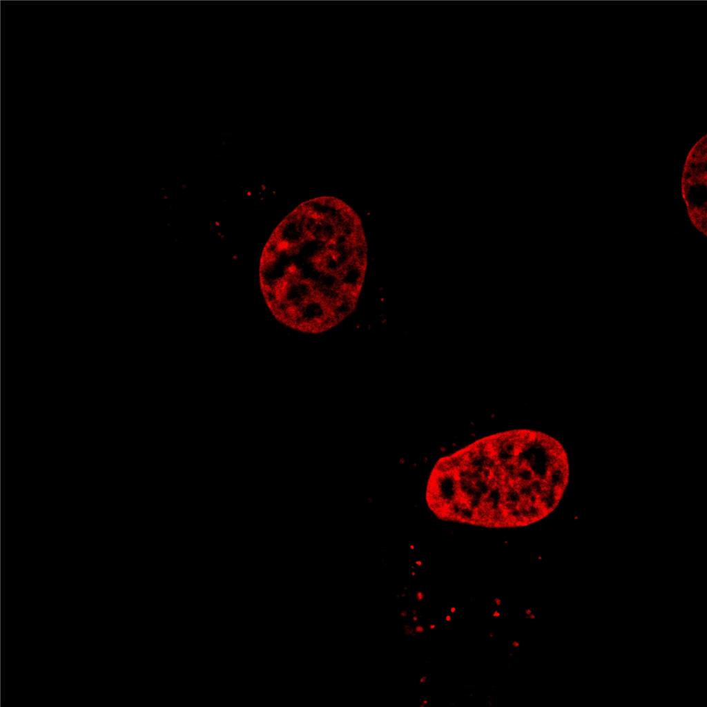 AIE细胞核红色探针/固定细胞染色/聚集诱导发光特性/多次成像