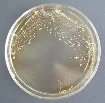Clostridium Puniceum