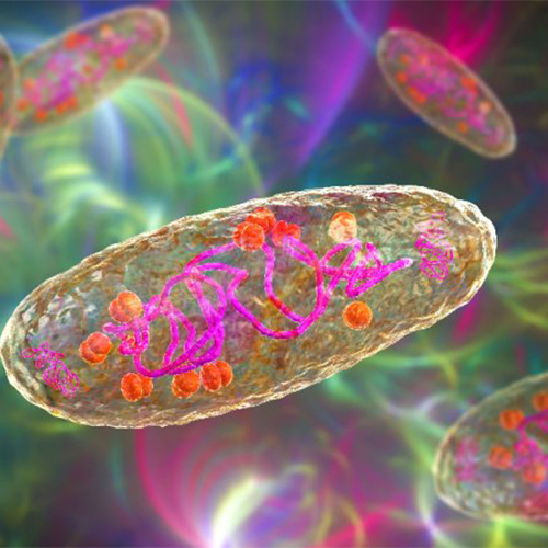 COMP蛋白-ACROBiosystems百普赛斯