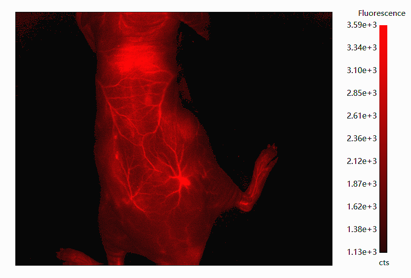 近红外AIE1010荧光纳米颗粒/活体成像/肿瘤成像/小动物成像/50nm