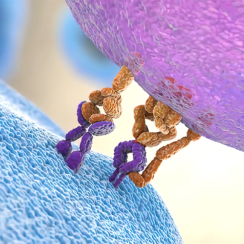 Glycoprotein G (HRSV)蛋白-ACROBiosystems百普赛斯