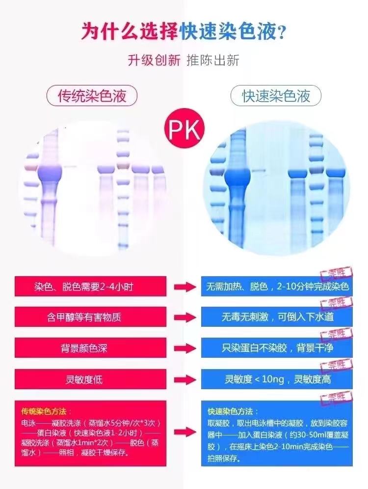 Feto SDS-Feto SDS-PAGE考马斯亮蓝蛋白胶极速染色液 无需脱色5分钟显色PAGE考马斯亮蓝蛋白胶极速染色液 无需脱色5分钟显色