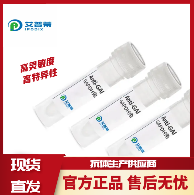 PARP1抗体;PARP1 antibody 艾普蒂生物