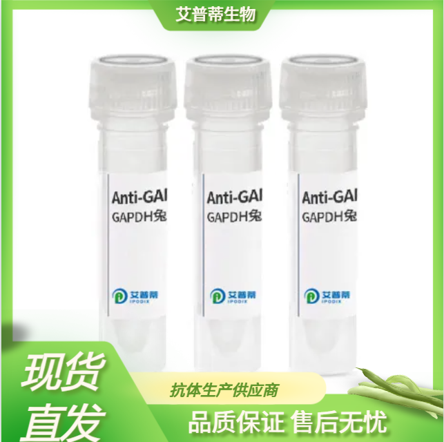 PARP1抗体;PARP1 antibody 艾普蒂生物