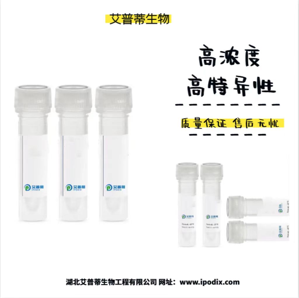 KIF17抗体；KIF17 antibody 艾普蒂生物              