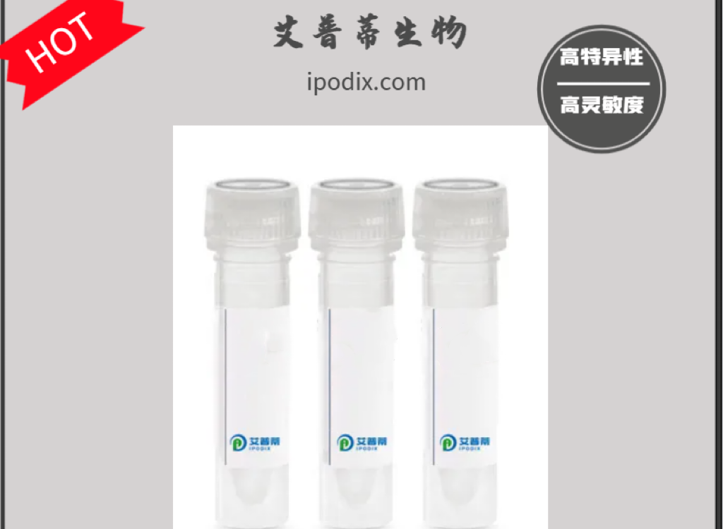 HOXB8抗体；HOXB8 antibody 艾普蒂生物              