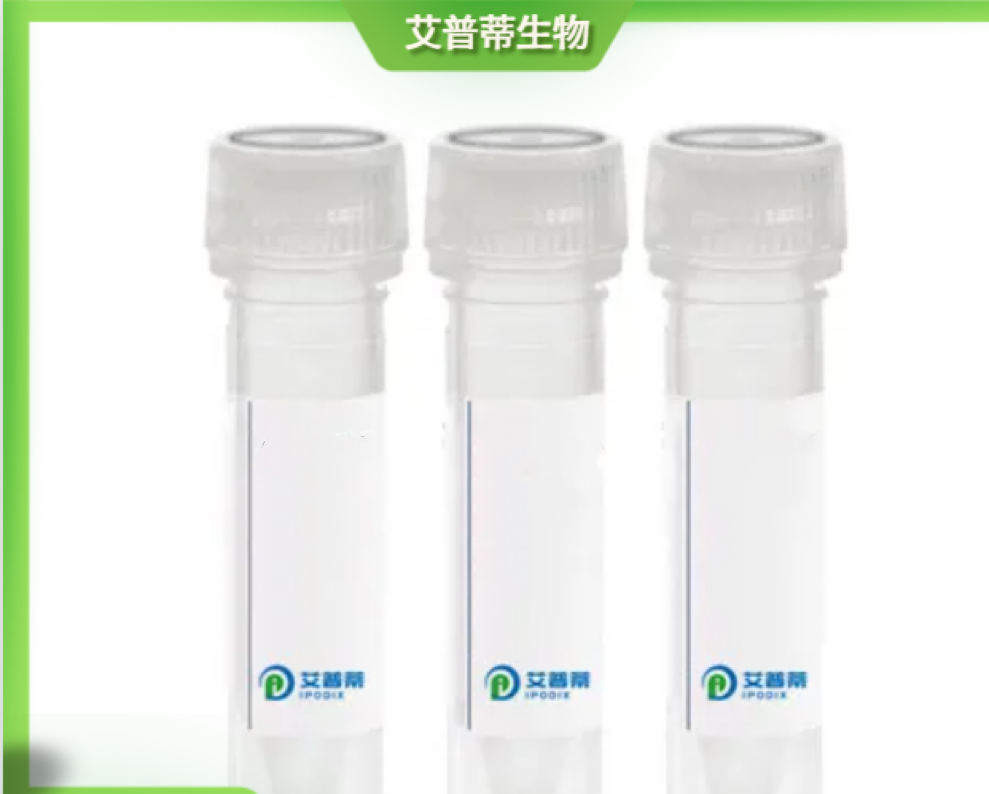 HOXB8抗体；HOXB8 antibody 艾普蒂生物              