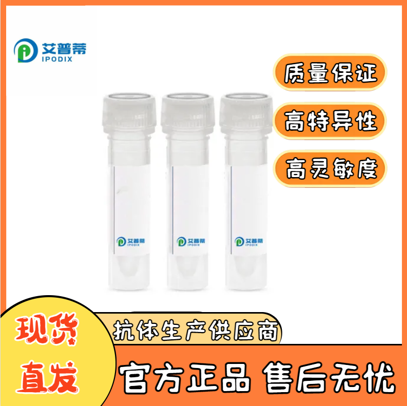 CLEC4M抗体；CLEC4M antibody  艾普蒂生物              