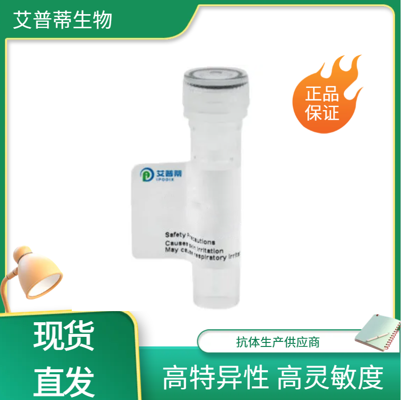 DUSP9抗体；DUSP9 antibody  艾普蒂生物              