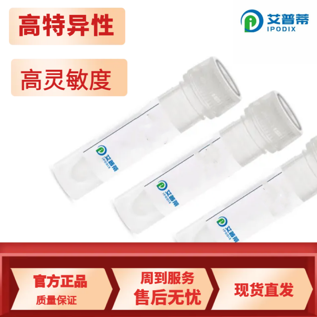  NTPCR抗体；NTPCR antibody  艾普蒂生物      