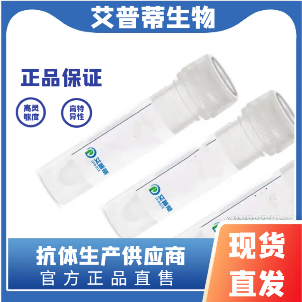 EIF4EBP1抗体；EIF4EBP1 antibody 艾普蒂生物        