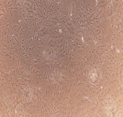 人卵巢癌细胞系OVCA420