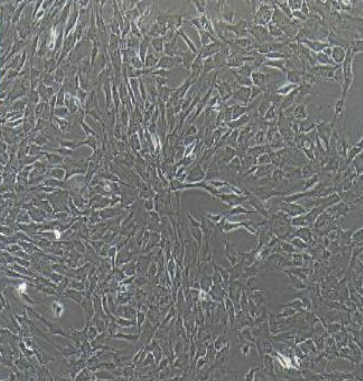 人黑色素瘤细胞WM239A