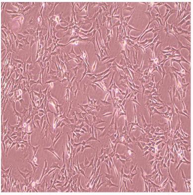 小鼠胚胎成纤维细胞MC3T3-L1