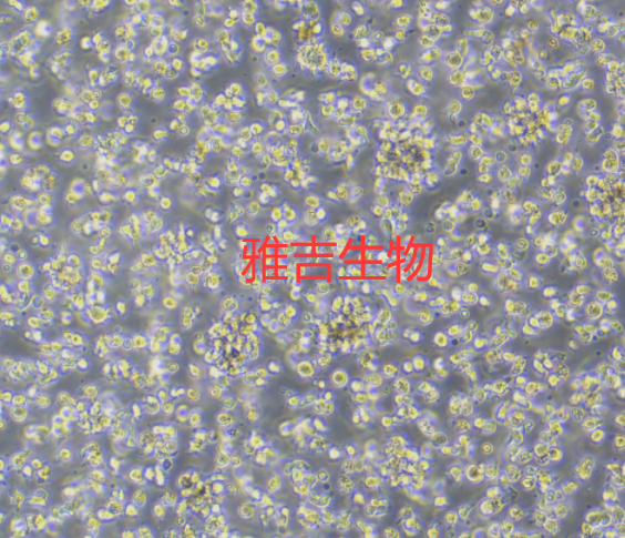 小鼠乳腺上皮细胞EpH4-Ev