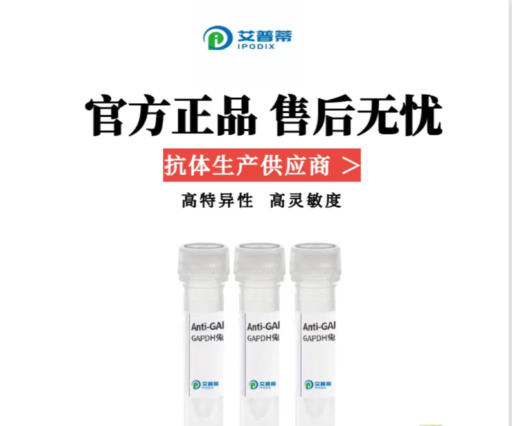 HSF2蛋白抗体；HSF2 antibody   艾普蒂生物     