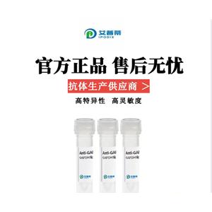 DUSP12蛋白抗体；DUSP12 antibody 艾普蒂生物              