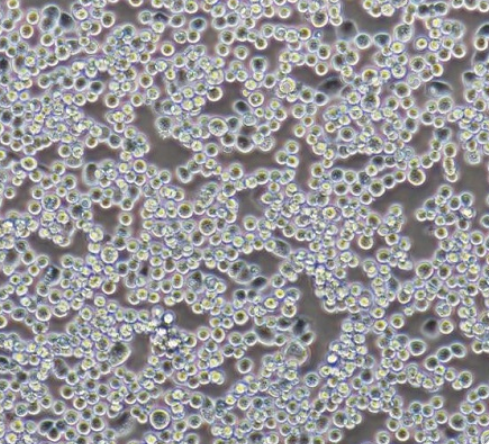 人皮肤T淋巴细胞瘤细胞Myla2059