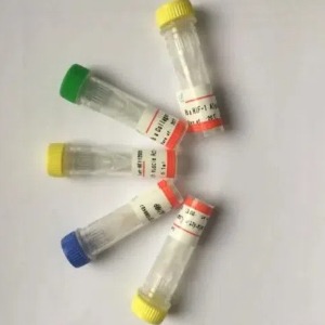  LMNA蛋白抗体；LMNA antibody 艾普蒂生物         