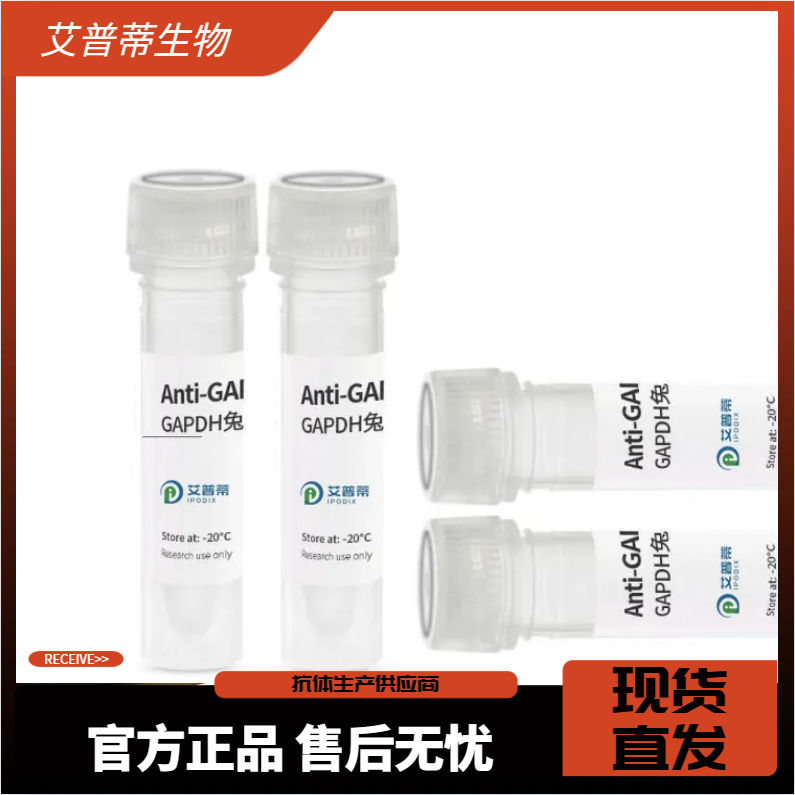  OASL蛋白抗体；OASL antibody  艾普蒂生物         