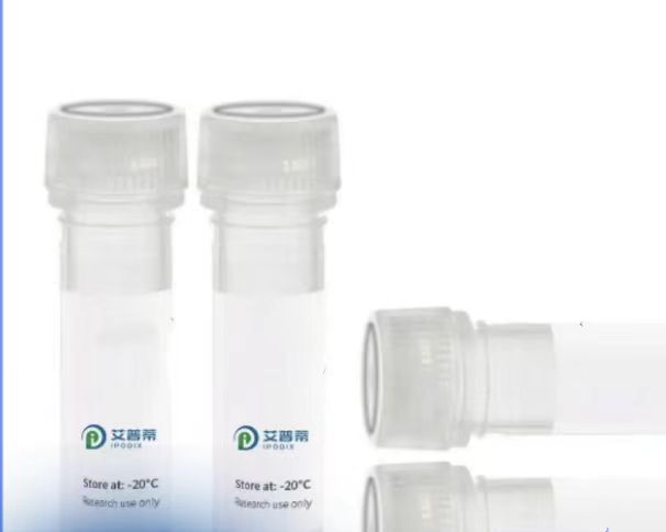 DIRAS3蛋白抗体；DIRAS3 antibody 艾普蒂生物        